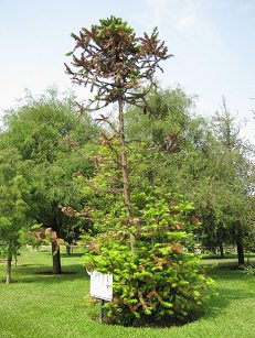 Botanischer Garten im
"Legendenpark" in Lima, Spiesstanne Botanischer Garten im
"Legendenpark" in Lima, Spiesstanne