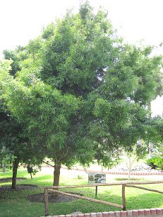 Botanischer Garten im
"Legendenpark" in Lima, Podocarpus
Elatus Botanischer Garten im
"Legendenpark" in Lima, Podocarpus
Elatus