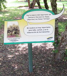 Botanischer
Garten im "Legendenpark" in Lima,
Tafel Podocarpus glomeratus Botanischer Garten im
"Legendenpark" in Lima, Tafel
Podocarpus glomeratus