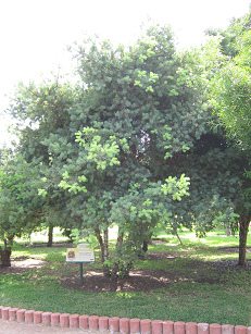 Botanischer Garten im
"Legendenpark" in Lima, Podocarpus
glomeratus Botanischer Garten im
"Legendenpark" in Lima, Podocarpus
glomeratus
