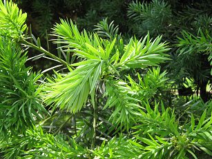 Botanischer Garten im
"Legendenpark" in Lima, Podocarpus
glomeratus, Nahaufnahme neuer Nadeln Botanischer Garten im
"Legendenpark" in Lima, Podocarpus
glomeratus, Nahaufnahme neuer Nadeln