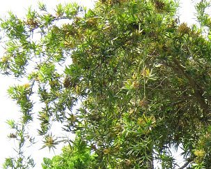 Botanischer Garten im
                          "Legendenpark" in Lima, Steineibe,
                          Blattwerk