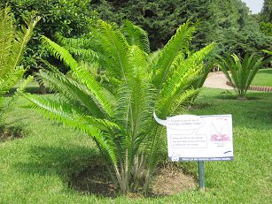 Botanischer Garten im
                          "Legendenpark" in Lima,
                          Haar-Brotpalmfarn