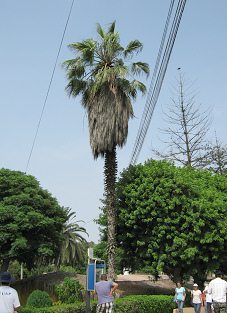 Zoo "Legendenpark" in Lima San
                          Miguel, die Mexikanische F�cherpalme