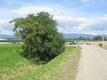 Holunderstrauch im Strassengraben