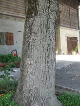 Route du Grand Chemin, Lindenrinde