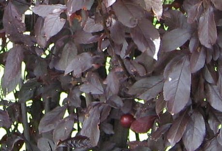 Route du Grand Chemin, Kunskirschenlaub,
                          und eine Kirsche ist zu sehen