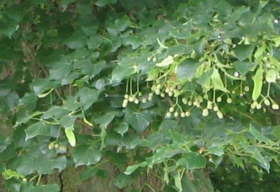 Route du Grand Chemin, grosse Linde,
                          Laub, Samen und Rinde