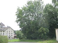 Eschen mit Holunder davor, Foto quer