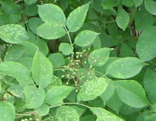 Holunderlaub mit gr�nen Beeren an Dolden