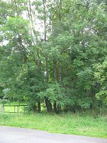 Eschenst�mme, Eschenrinde der jungen
                          Eschen