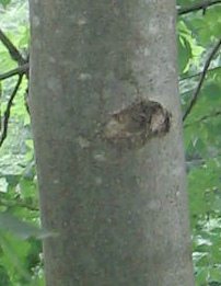 Junge Esche, Rinde 01