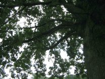 Blick hoch in die alte Eiche