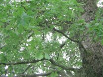 Eichenlaub in der Eiche, Nahaufnahme