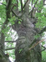 Eichenstamm, Rinde und Gestalt