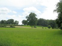 Mitten im Ried steht noch eine Eiche