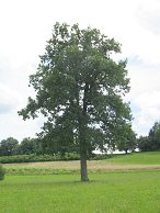 Die Gestalt der Eiche