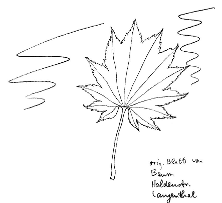 Ahorn: Acer Shirasawanum, Blatt