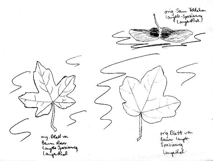 Ahorn: Feldahorn, Bl�tter und Same
