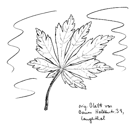 Ahorn: Japanischer Ahorn