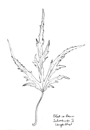 Japanischer Ahorn 02 (?)