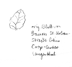 Buche: Antarktische Scheinbuche, Blatt