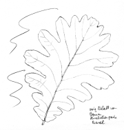Flaumeiche, Blatt
