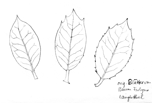 Bl�tter einer Steineiche