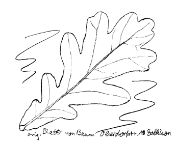 Stieleiche / Sommereiche, Blatt