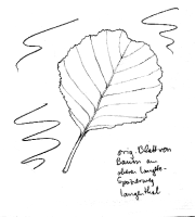 Erle (Schwarzerle, Roterle)