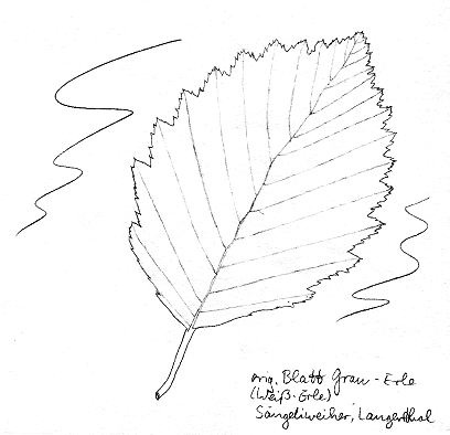 Erle: Grauerle Blatt 02