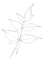 Eschenahorn, gefiedertes Blatt