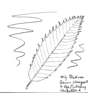 Edelkastanie / Esskastanie