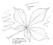 Gemeine Rosskastanie