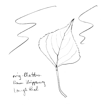 Pyramidenpappel (Italiensiche Pappel, Spitzpappel),
                Blatt