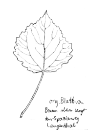 Zitterpappel, Espe, Blatt