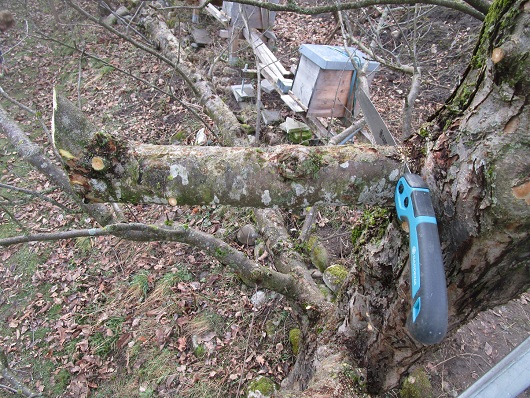 Grosse �ste
                        werden schrittweise abgeschnitten, es bleibt ein
                        Stummel, den man dann leicht abs�gen kann