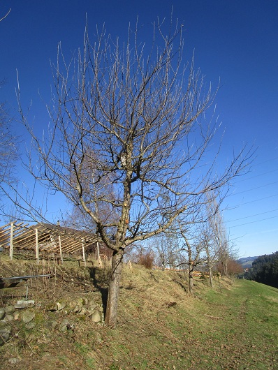 Apfelbaum halb geschnitten,
                          28.Jan.2024