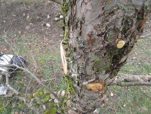 Sicht in den Apfelbaum, Schnitte
                          am Stamm