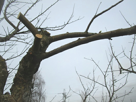 Apfelbaum: Die
                        doppelt gewachsene Krone wird gek�rzt:
                        schrittweise werden die �ste abgeschnitten, es
                        bleibt ein Stummel, der dann schr�g
                        abgeschnitten wird