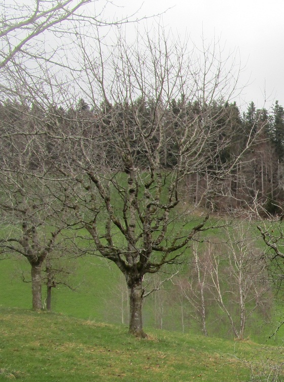 Kirschbaum ist verwildert+lange nicht
                        geschnitten, hat viel zu viele dicke �ste mit
                        Gestr�pp und tr�gt nur kleine Kirschen