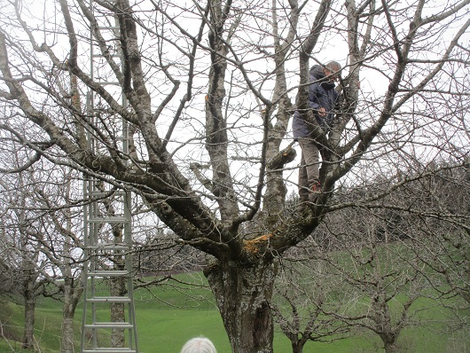 Kirschbaum ist
                        verwildert+lange nicht geschnitten, hat viel zu
                        viele dicke �ste mit Gestr�pp - das Zentrum