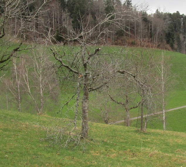 Lange
                        nicht geschnittener Kirschbaum mit gebrochenen
                        �sten: Ein Ast h�ngt bis zum Boden, der andere
                        Ast h�ngt in der Luft, und in der Krone ist auch
                        ein Teil gebrochen