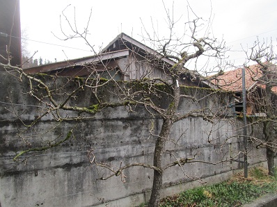 Birnbaum-Spalier vor dem Schnitt 01