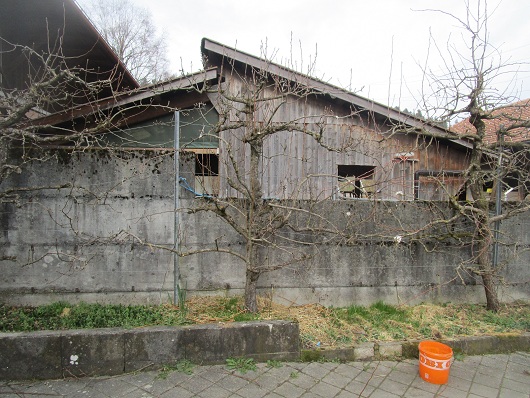 Birnbaum-Spalier vor dem Schnitt 02