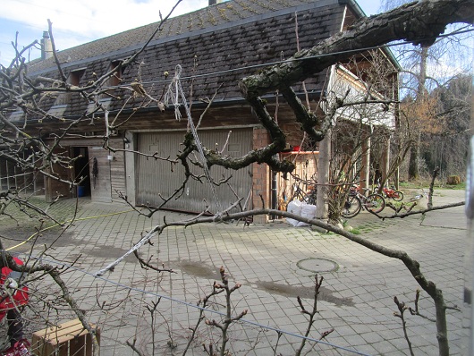 Birnbaum Spalier mit Schnurbindung
                        am Draht