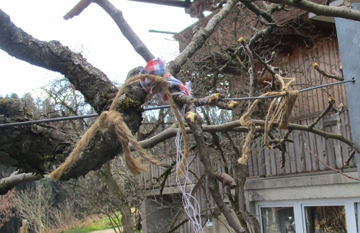 Birnbaum
                        Spalier mit Schnurbindung mit Lappen zum Schutz
                        des Astes