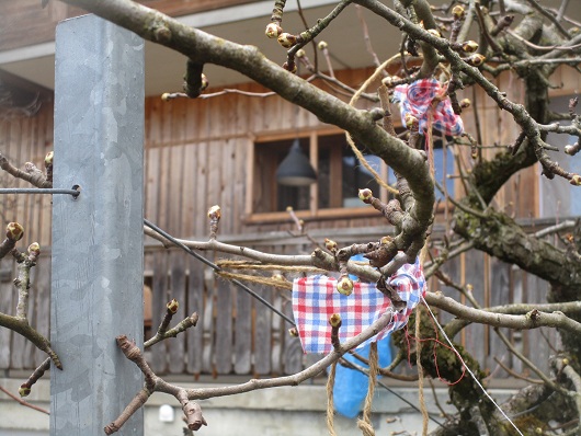 Birnbaum
                        Spalier mit Schnurbindung mit Lappen zum Schutz
                        des Astes 02