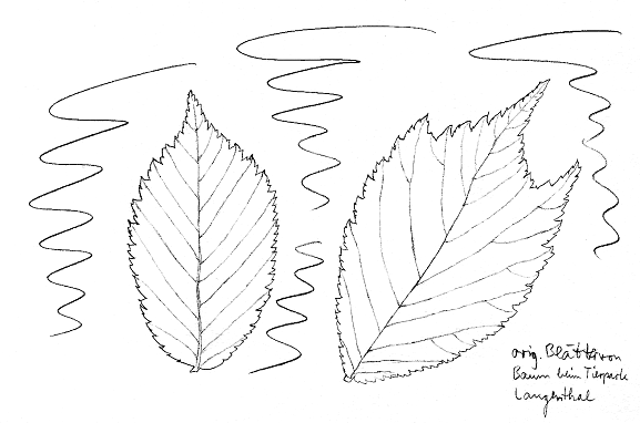 Ulme: Bergulme, Bl�tter