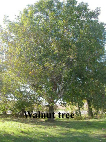 Nussbaum, so rund wie eine Nuss